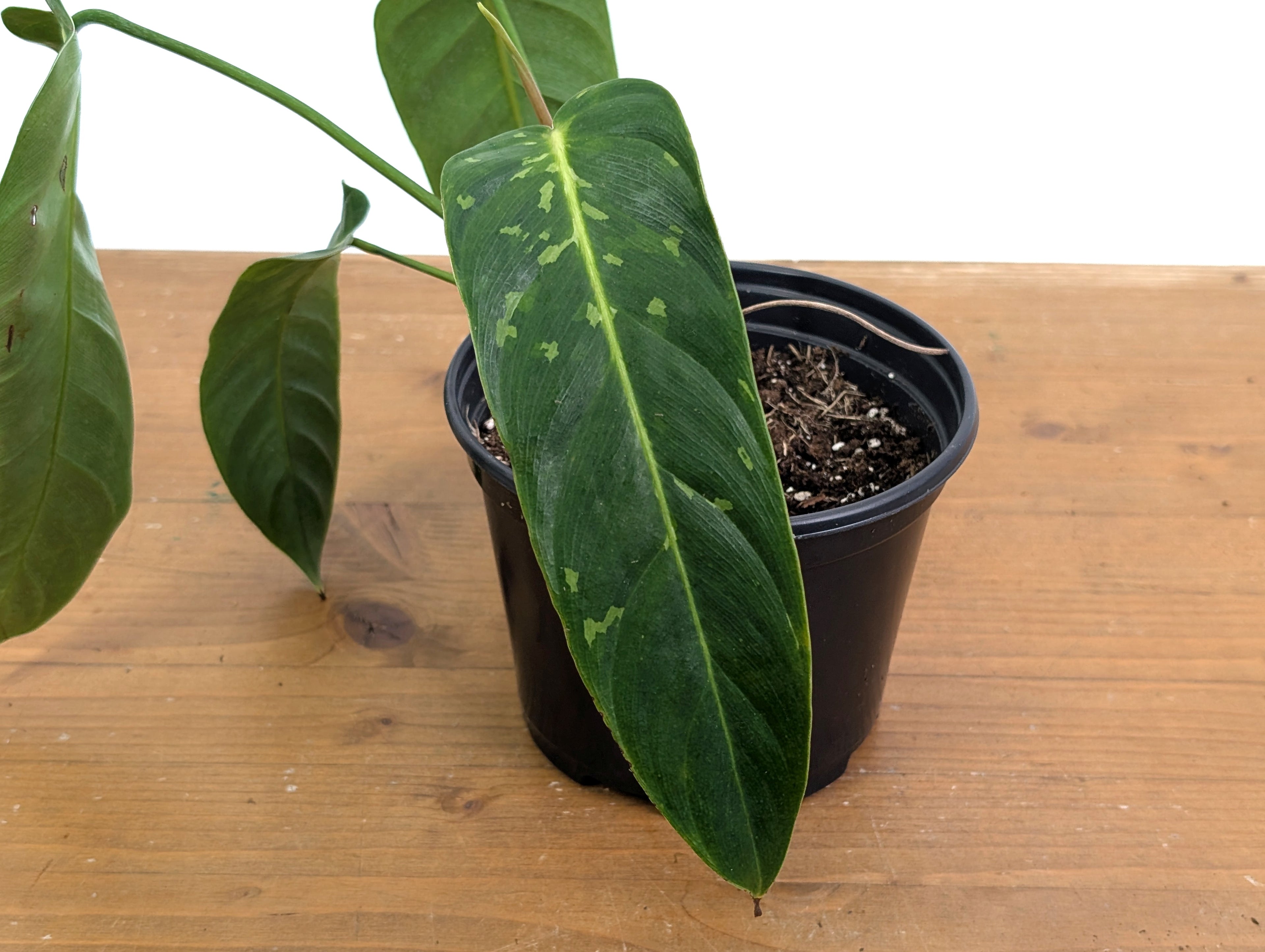 Philodendron Esmeraldense Variegated (Exact Plant 52A)