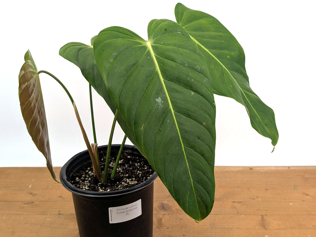 Philodendron Esmeraldense