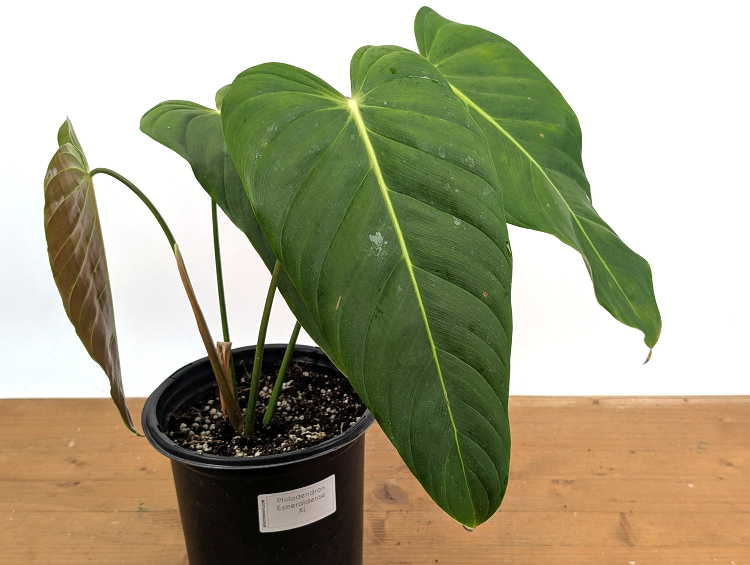 Philodendron Esmeraldense
