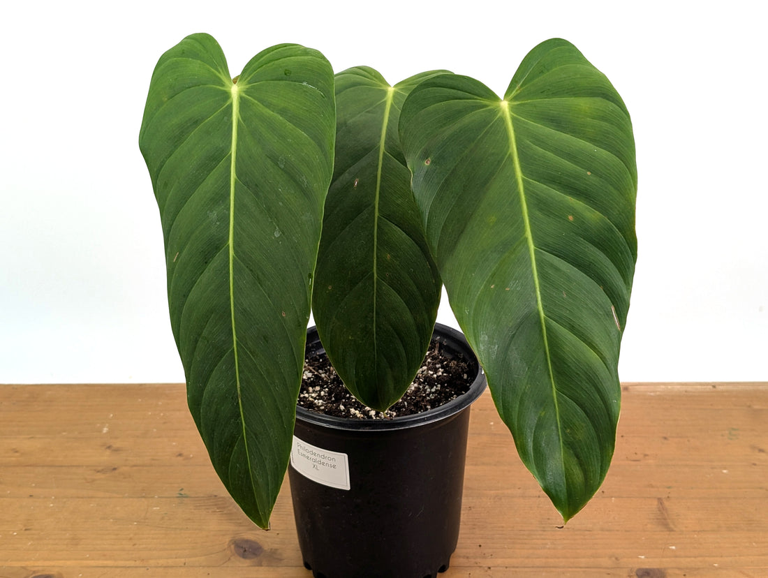 Philodendron Esmeraldense