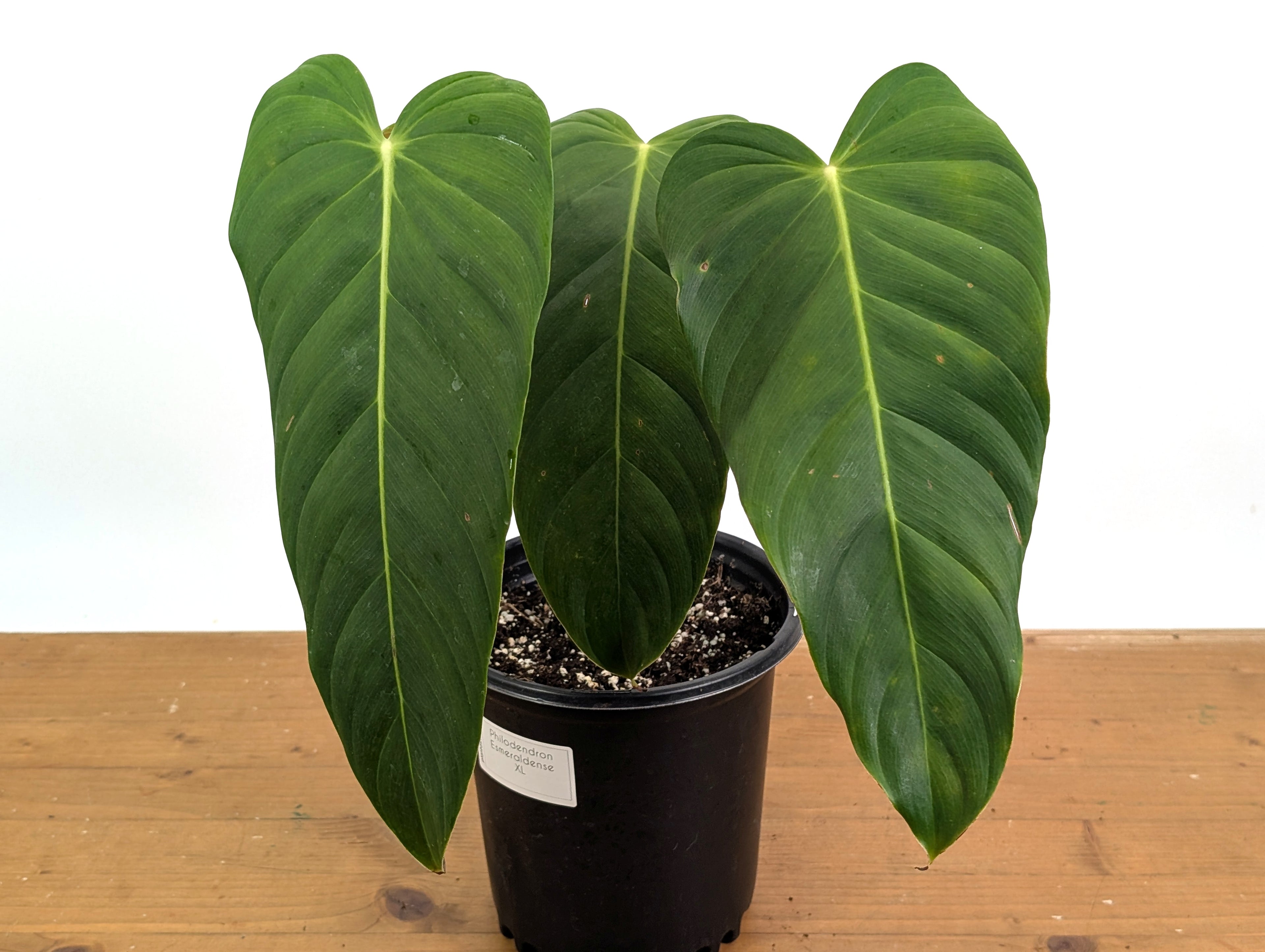 Philodendron Esmeraldense