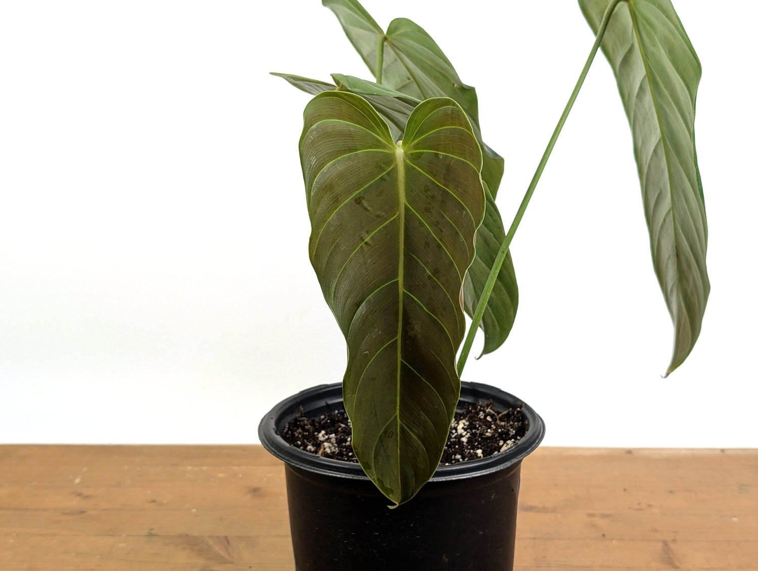 Philodendron Esmeraldense