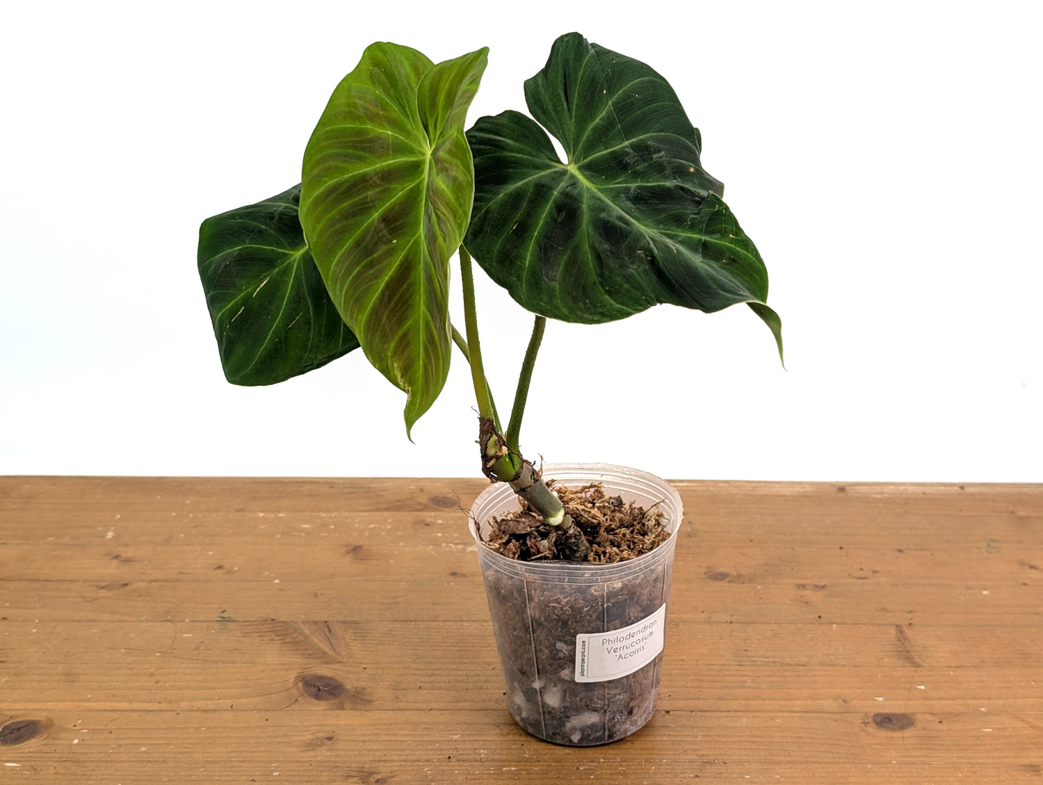 Philodendron Verrucosum Acoiris