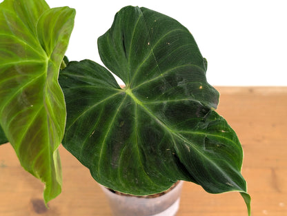 Philodendron Verrucosum Acoiris