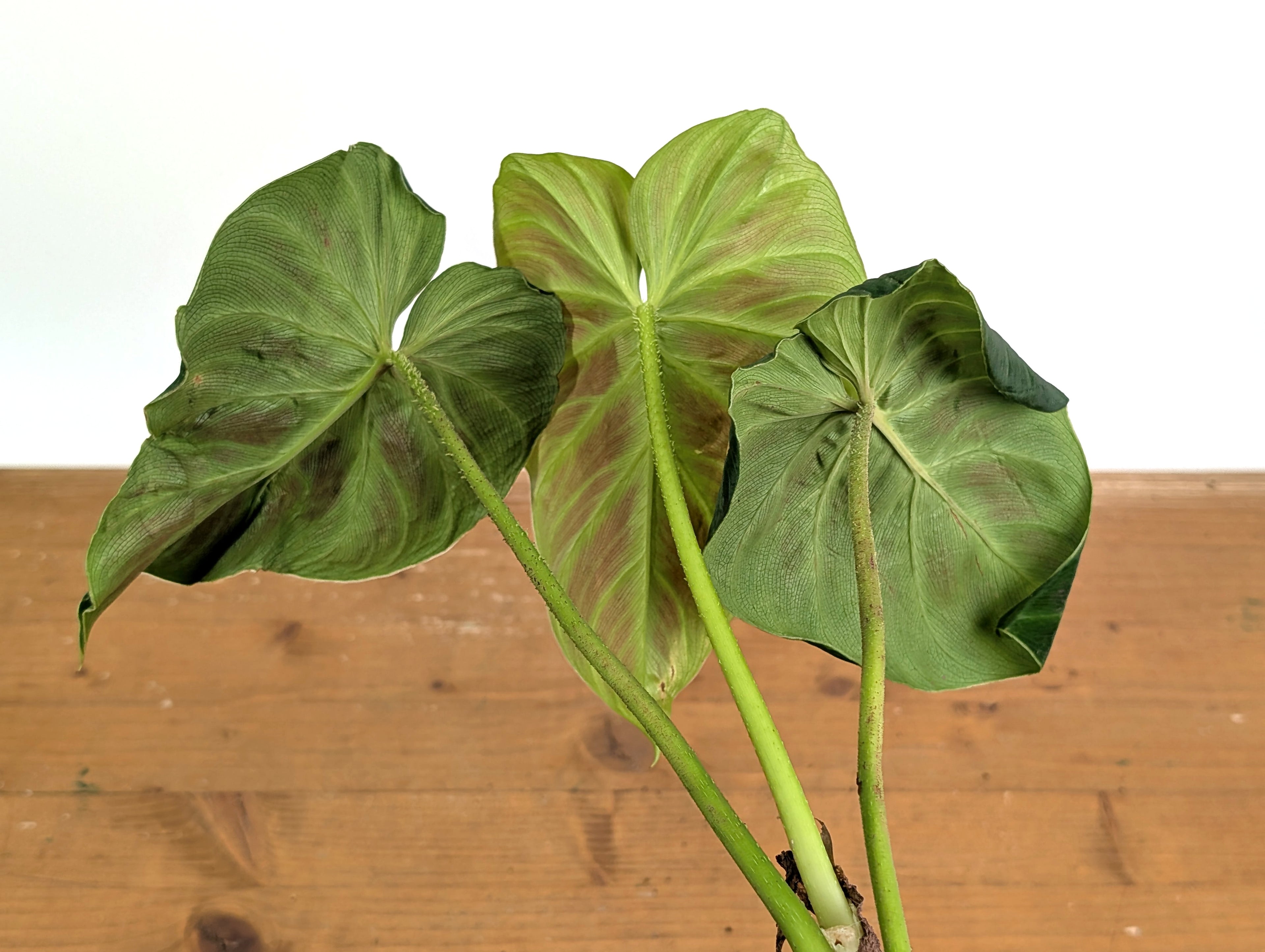 Philodendron Verrucosum Acoiris