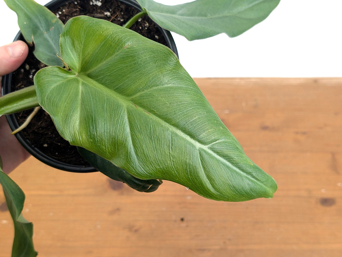 Philodendron Maximum