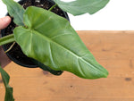 Philodendron Maximum