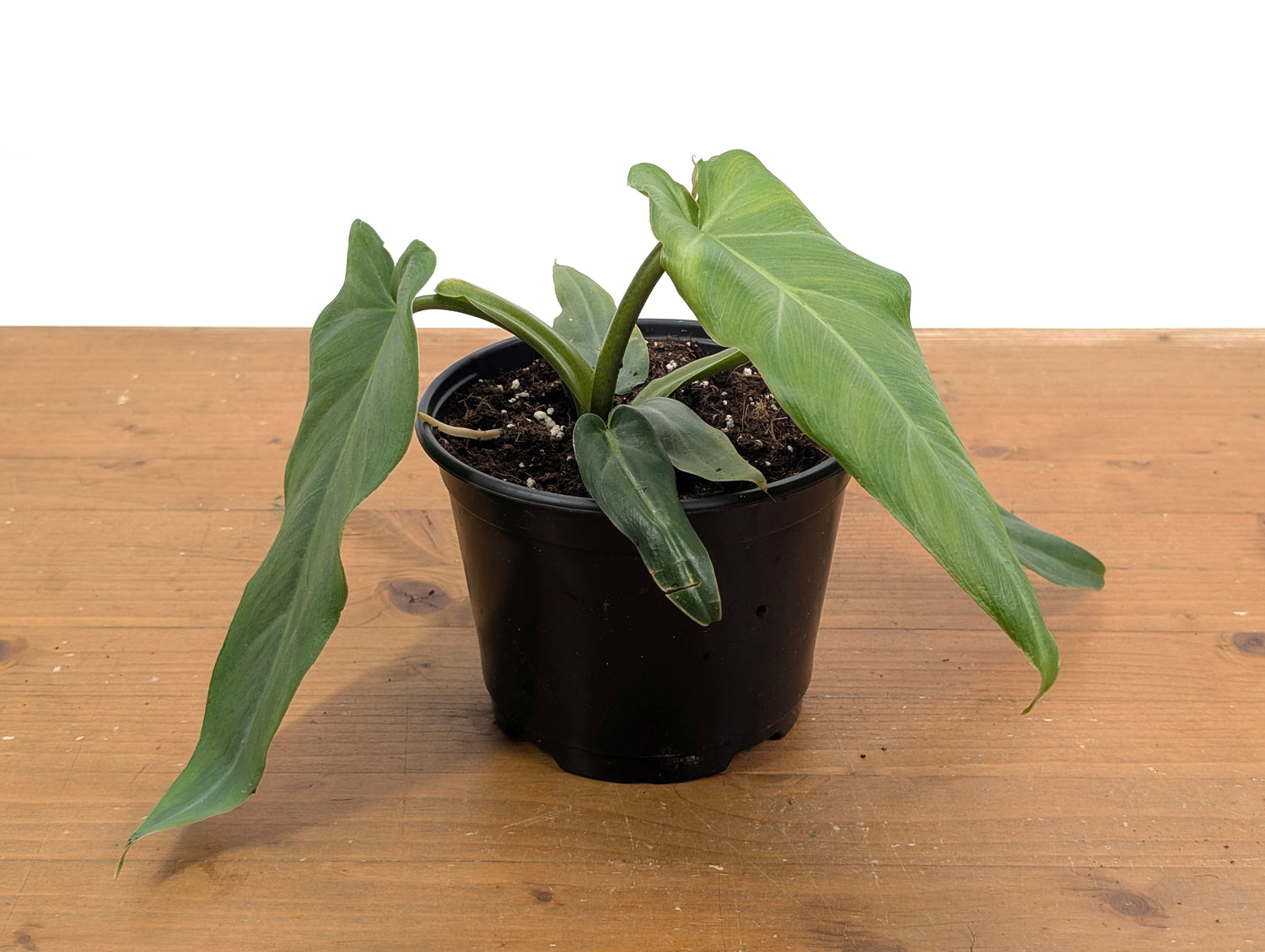 Philodendron Maximum