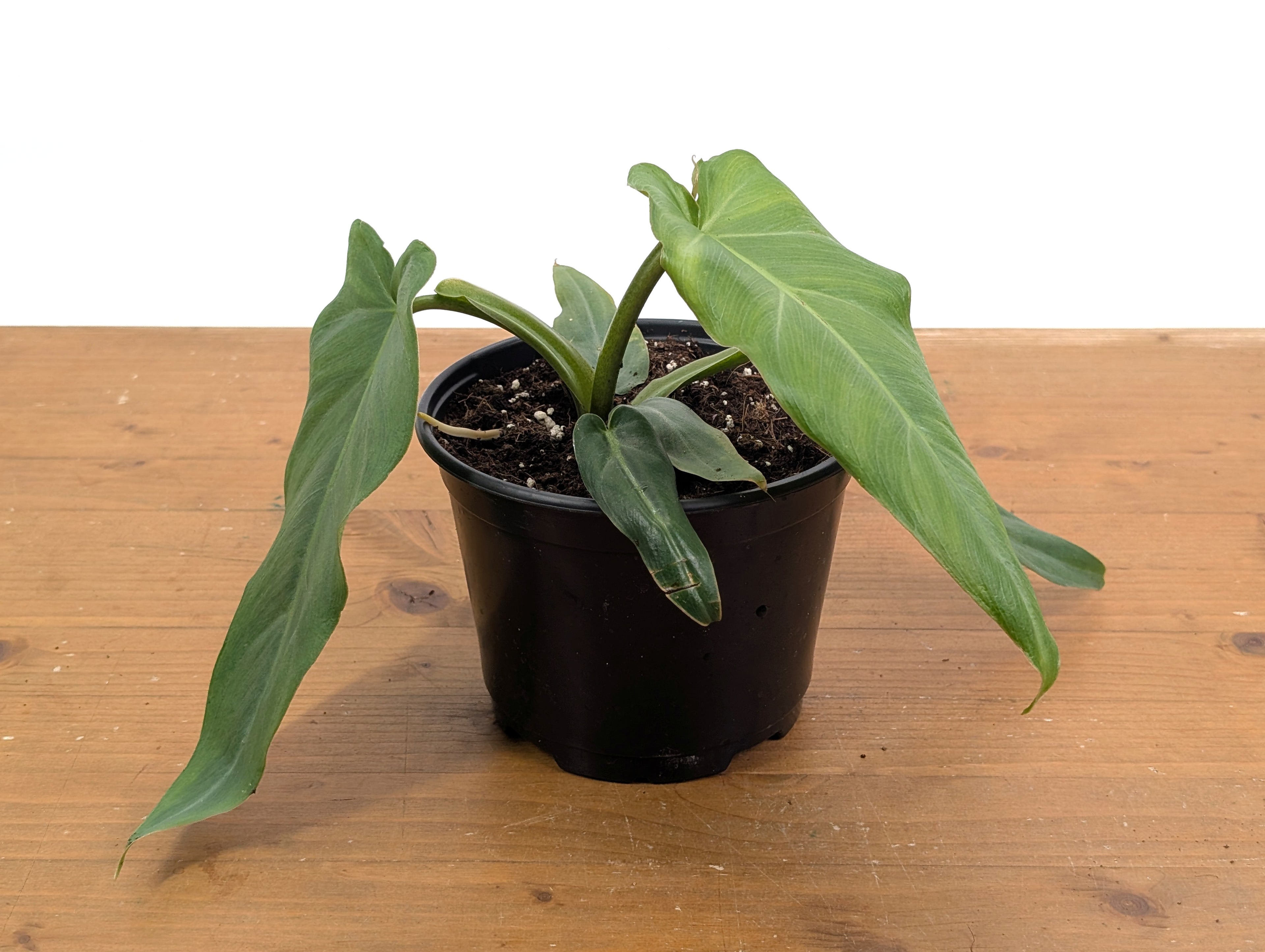 Philodendron Maximum