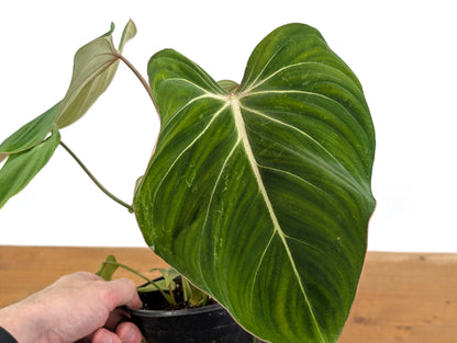 Philodendron Gloriosum