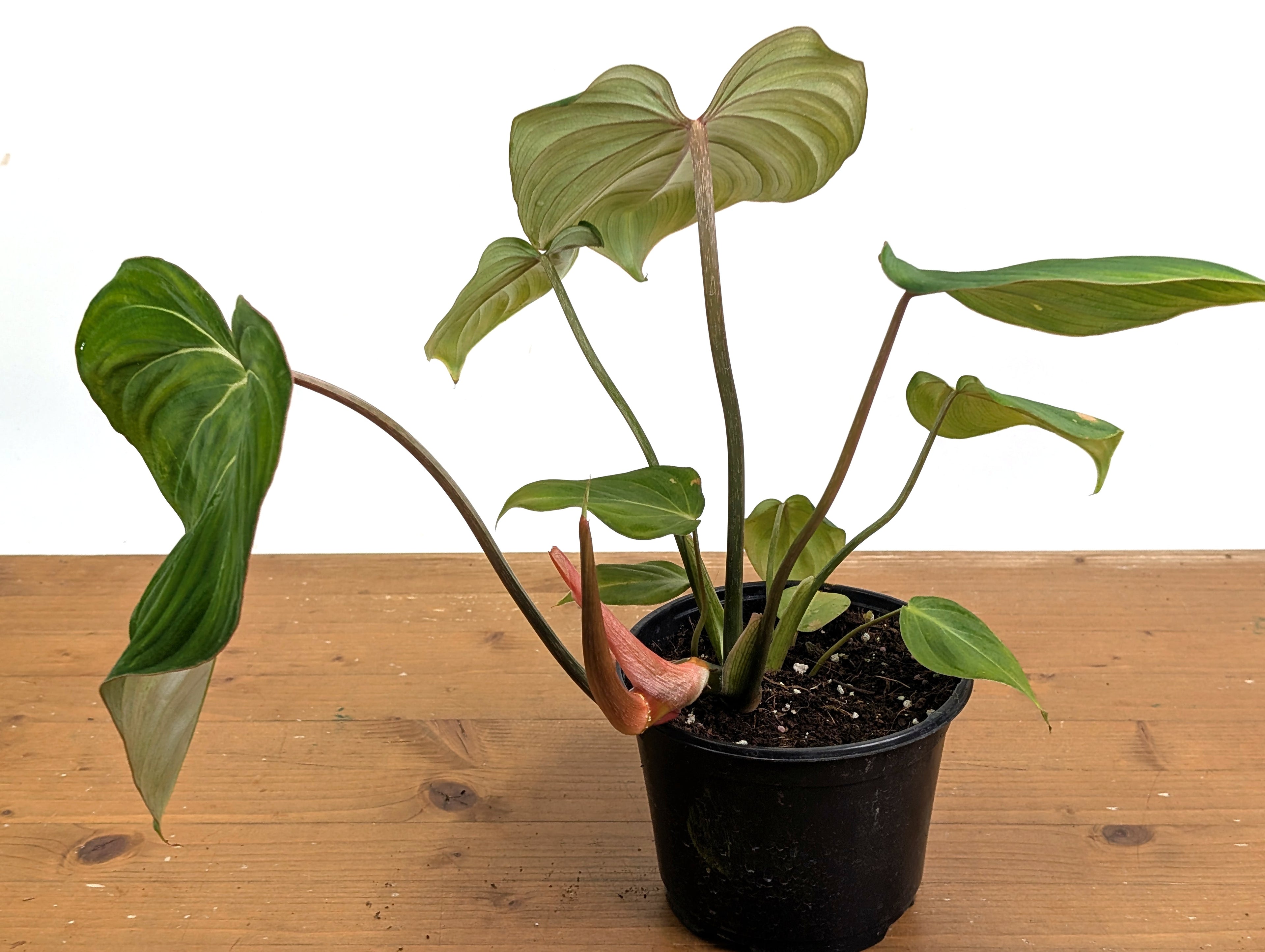 Philodendron Gloriosum
