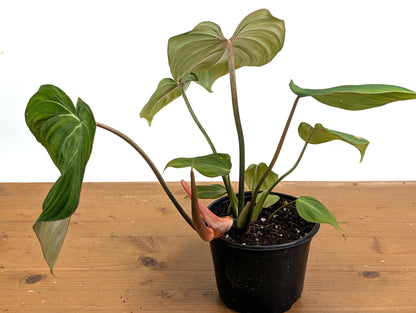 Philodendron Gloriosum