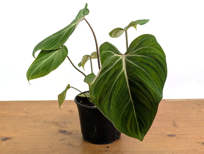Philodendron Gloriosum
