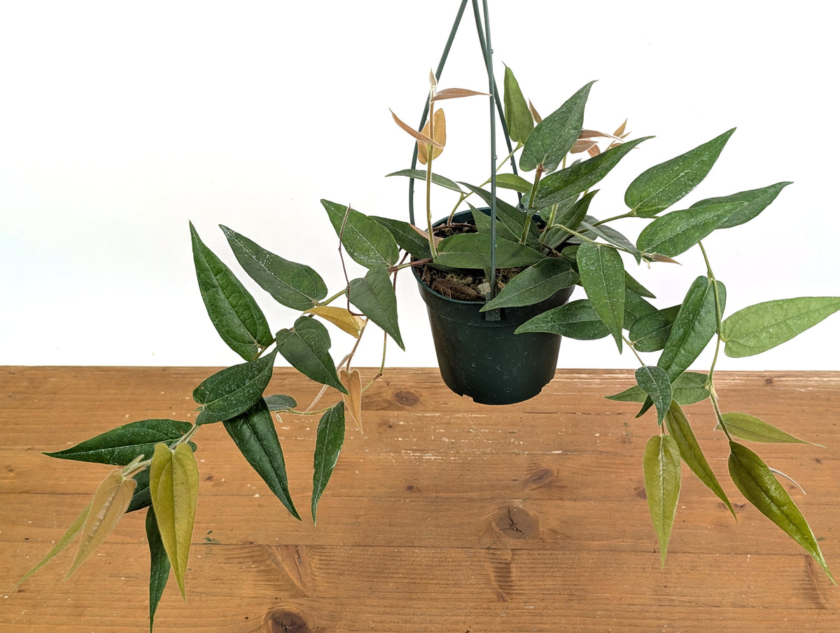 Ceratostema Lanigerum 'Neotropical Blueberry'