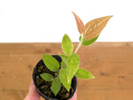 Ceratostema Lanigerum 'Neotropical Blueberry'