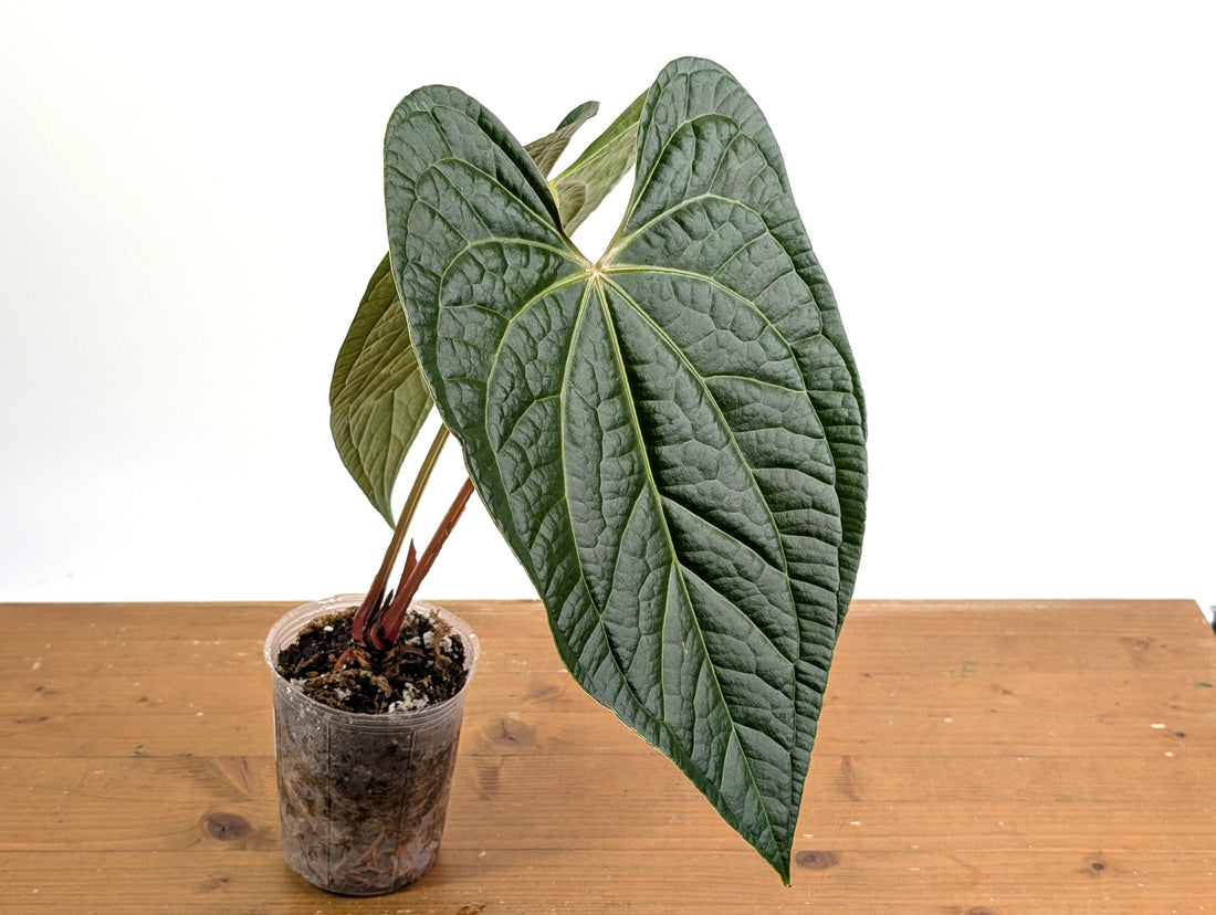 Anthurium Magnificum x Anthurium  Luxurians