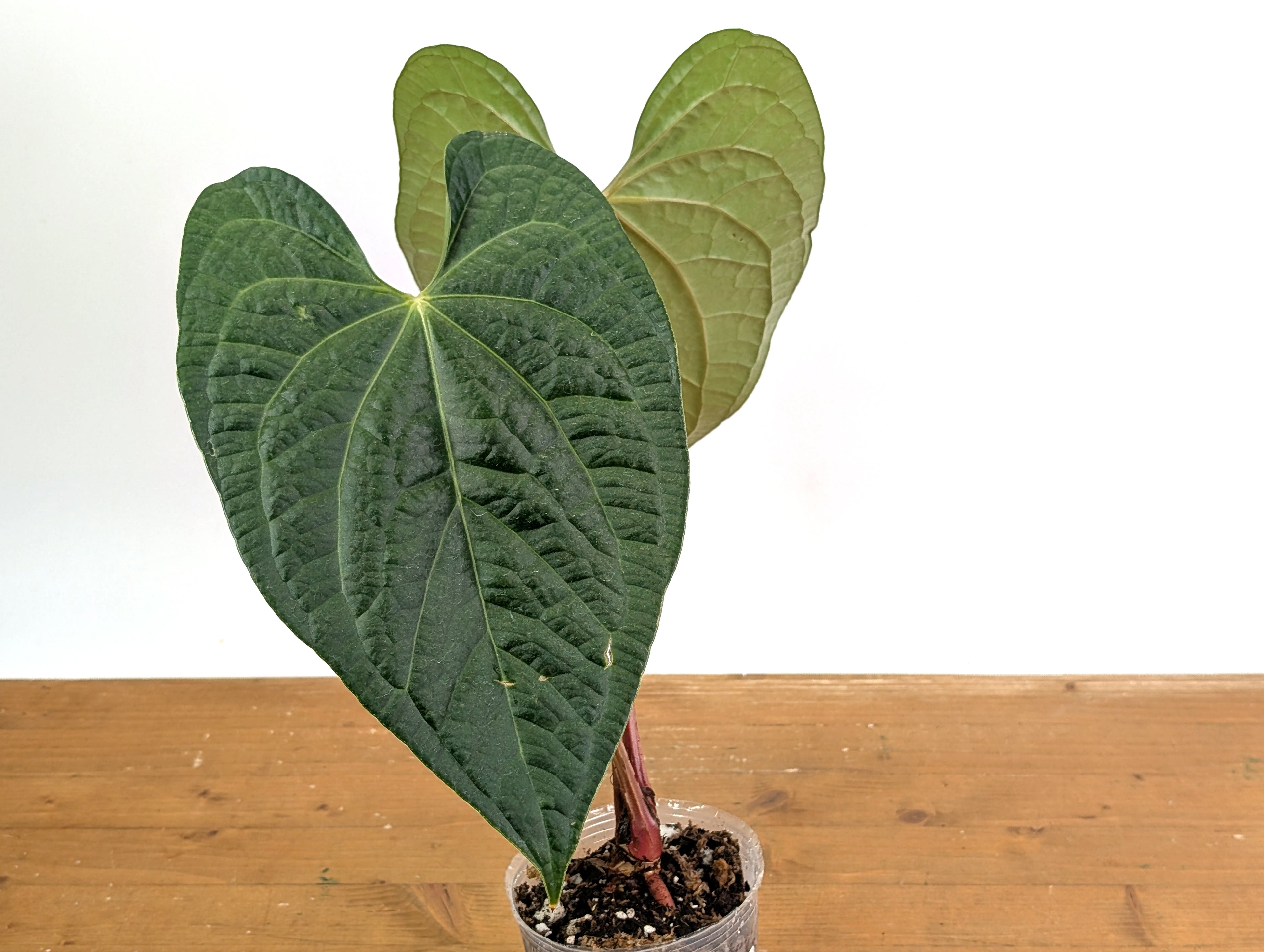 Anthurium Magnificum x Anthurium  Luxurians