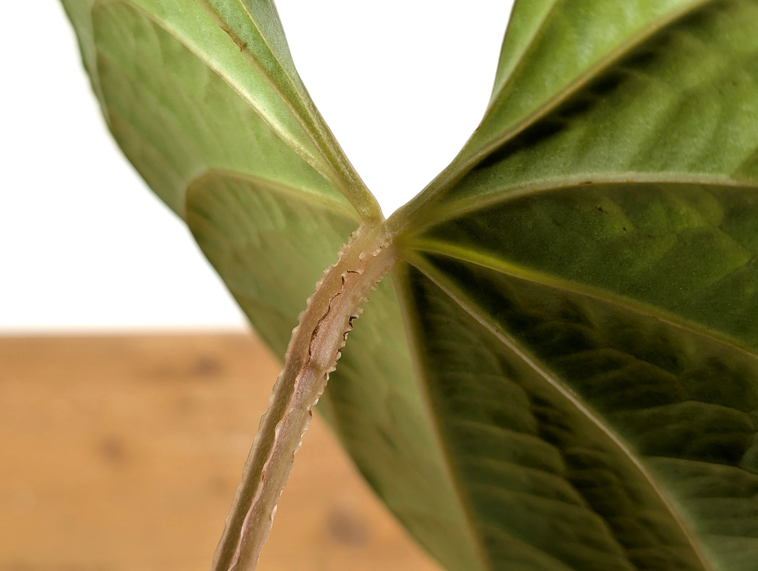 Anthurium Magnificum x Anthurium  Luxurians