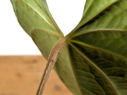 Anthurium Magnificum x Anthurium  Luxurians
