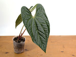 Anthurium Magnificum x Anthurium  Luxurians