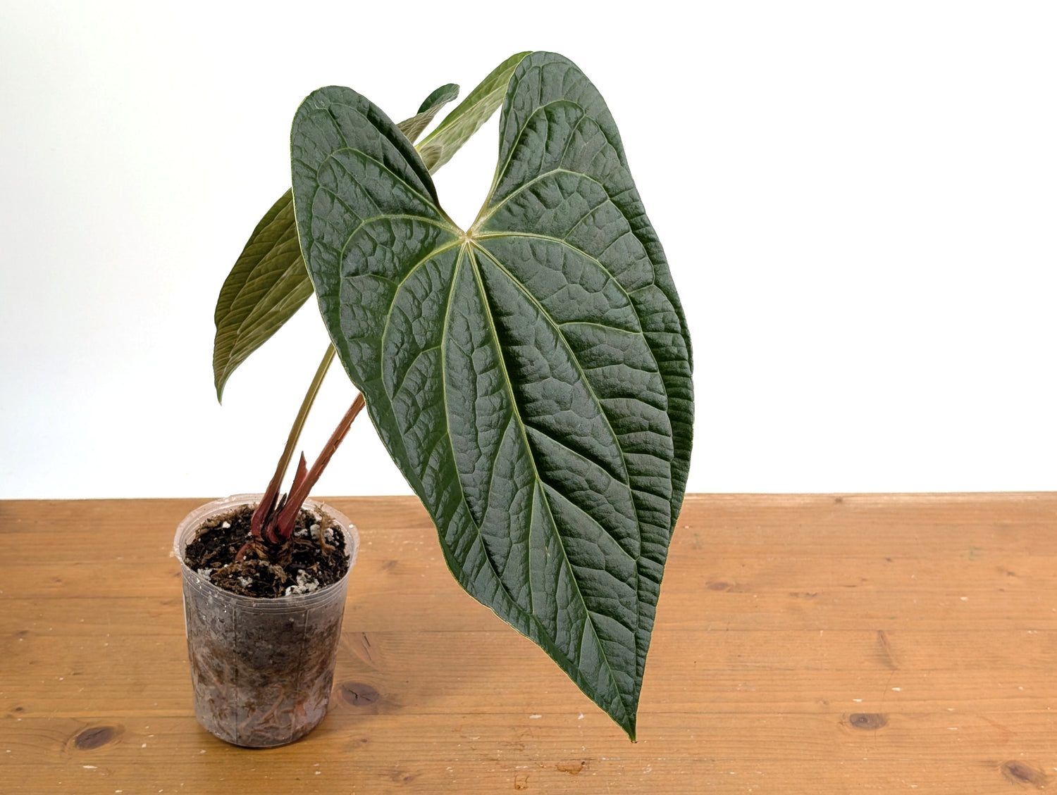 Anthurium Magnificum x Anthurium  Luxurians