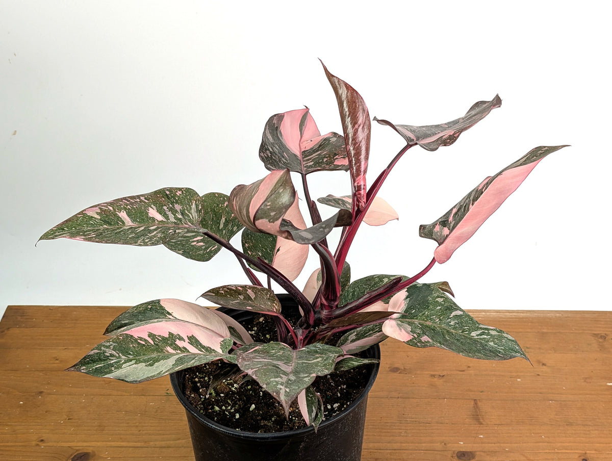 Philodendron Pink Princess Marble Galaxy