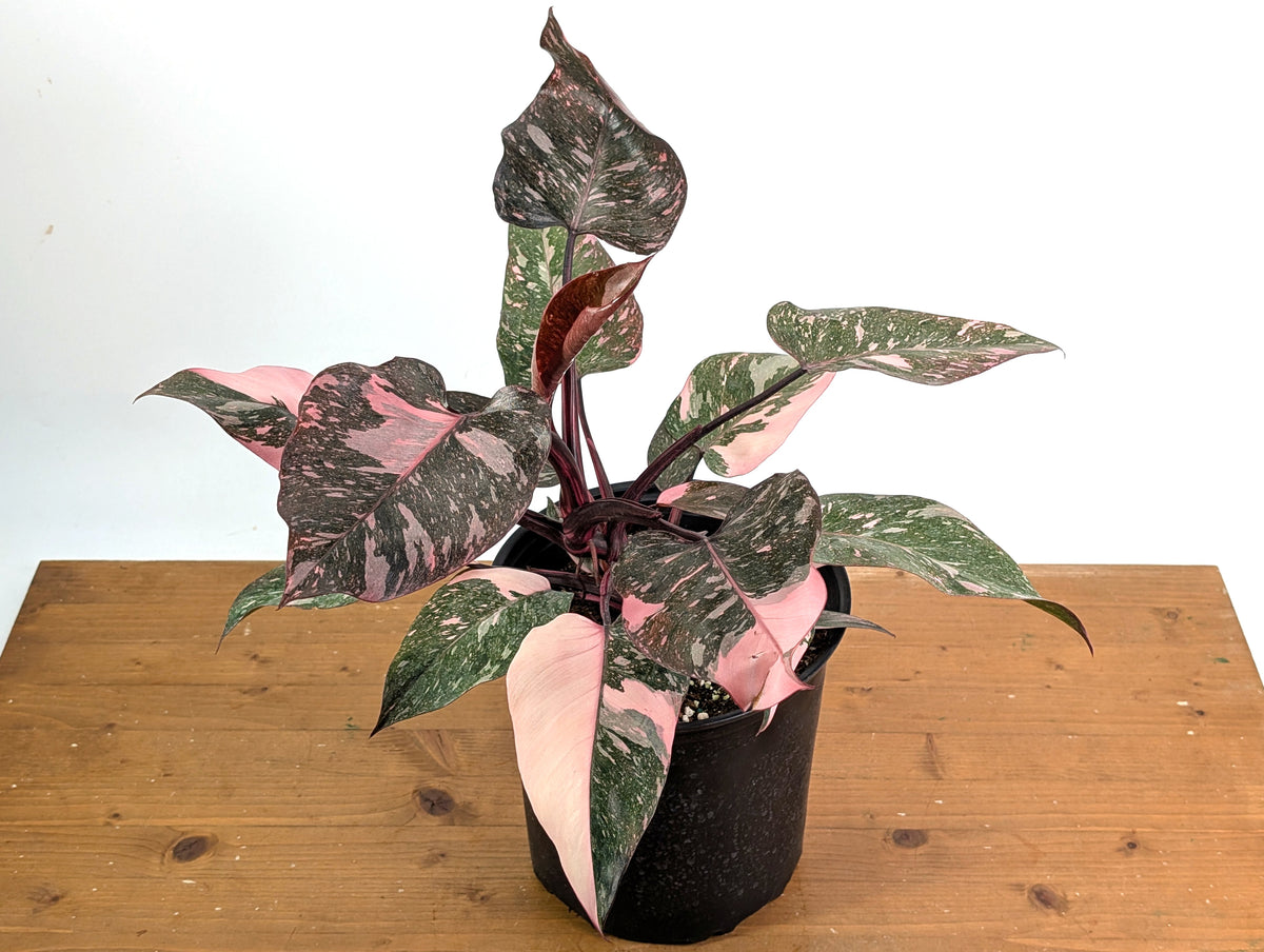 philodendron pink marble Philodendron Pink Princess Marble Galaxy – Plantamani Plants