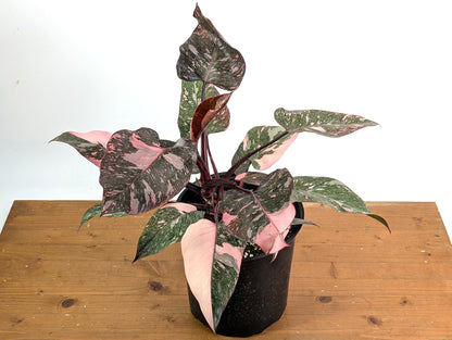 Philodendron Pink Princess Marble Galaxy