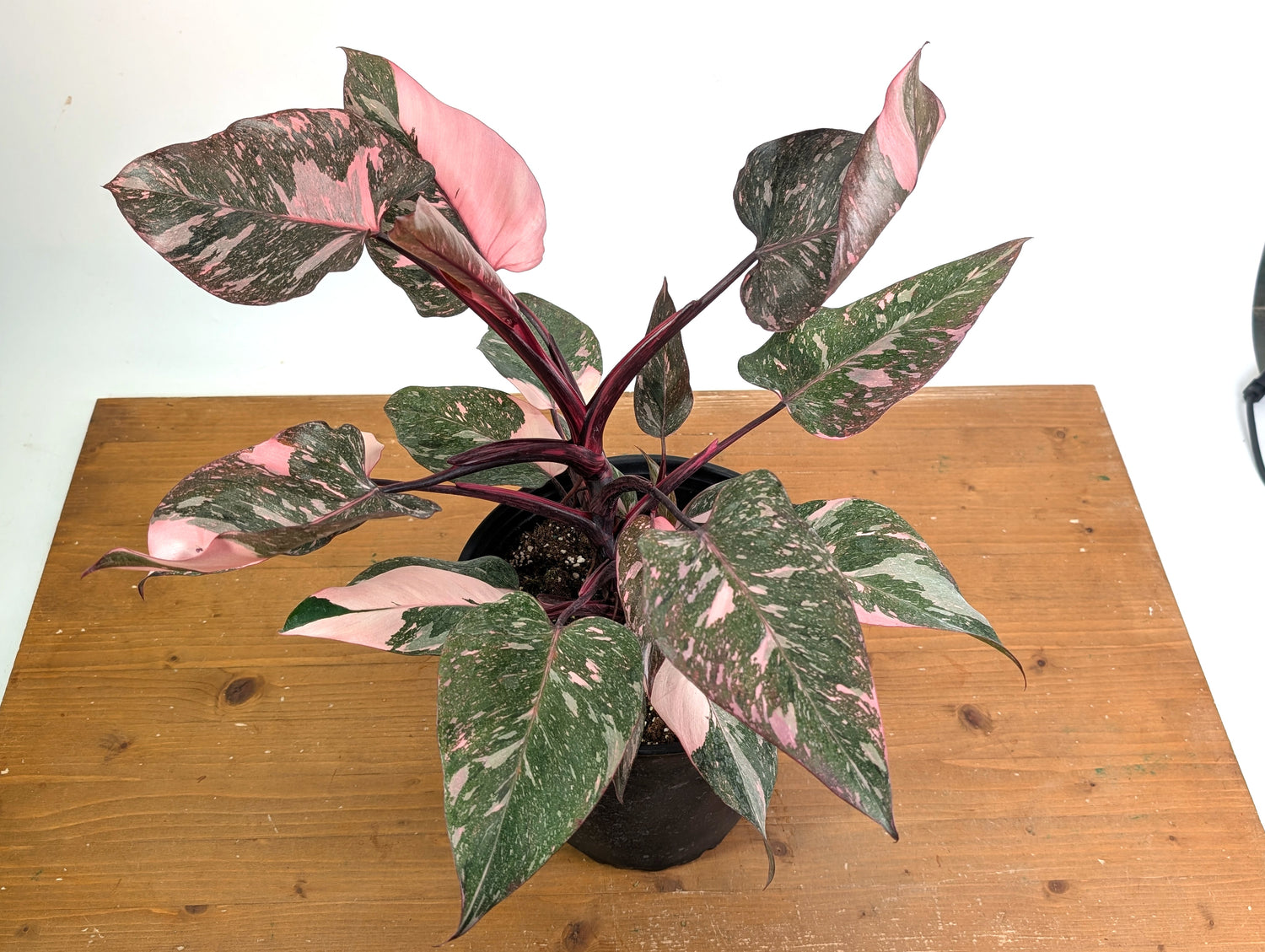 Philodendron Pink Princess Marble Galaxy