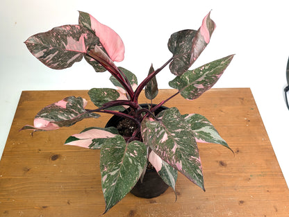 Philodendron Pink Princess Marble Galaxy