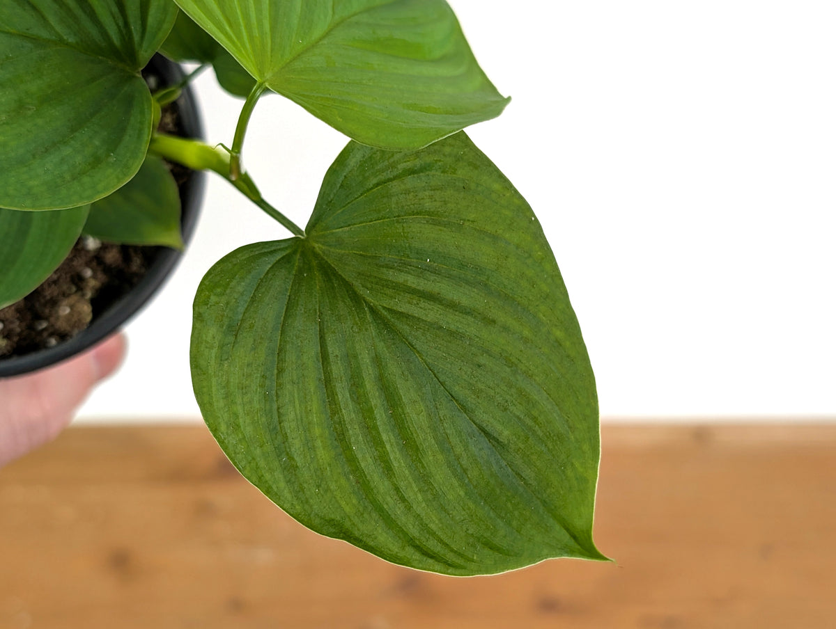Philodendron Peru