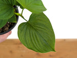 Philodendron Peru