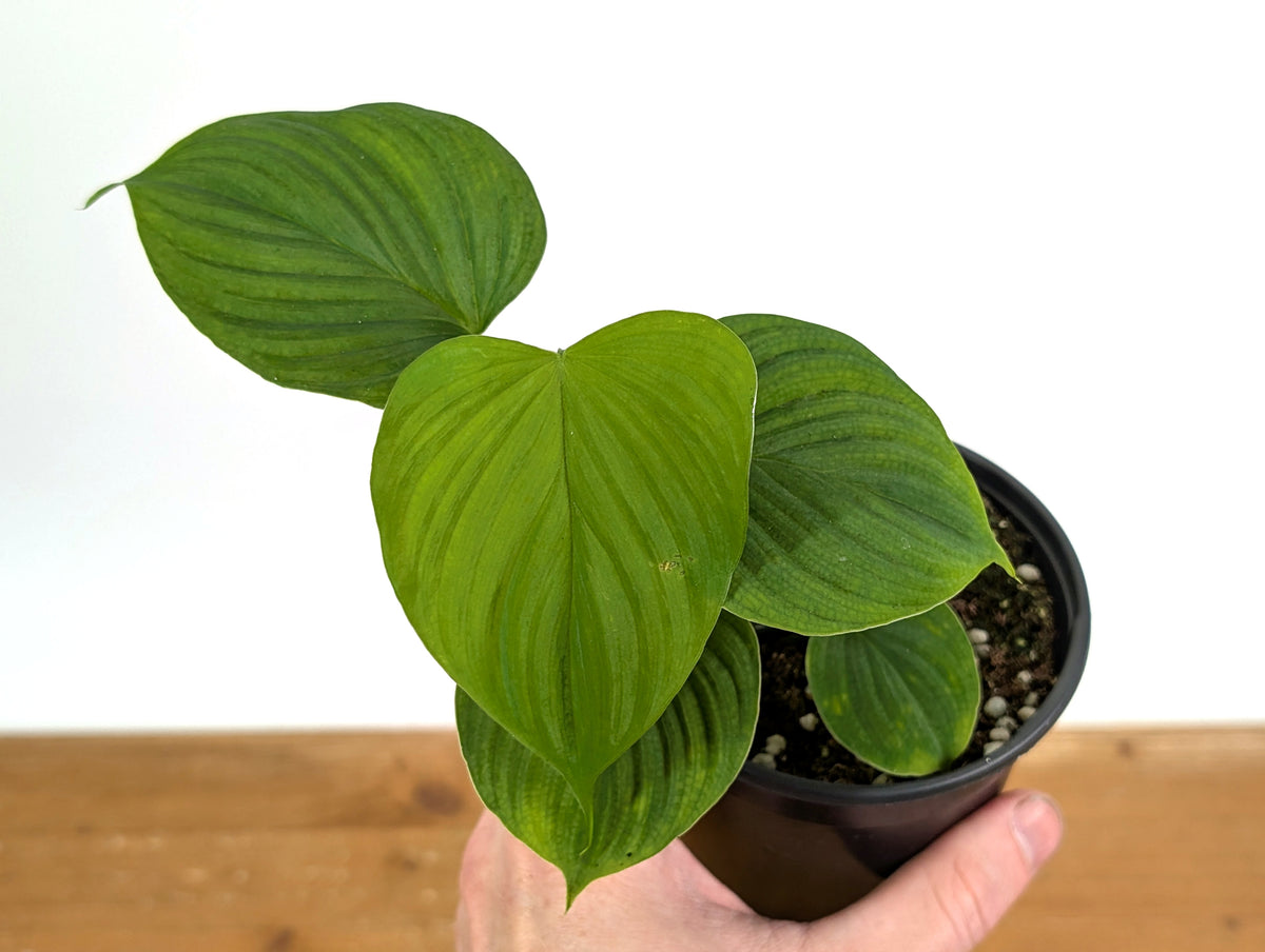 Philodendron Peru