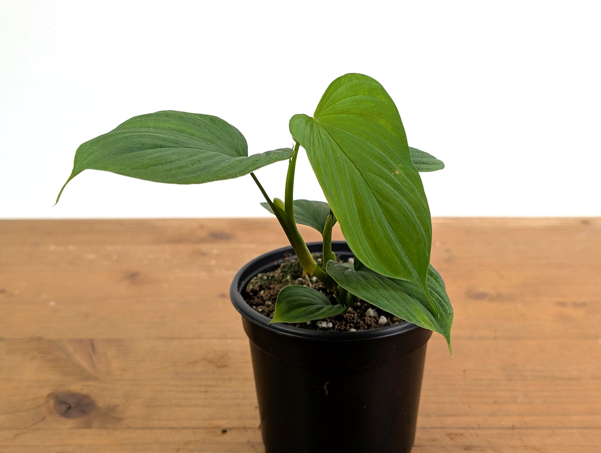 Philodendron Peru