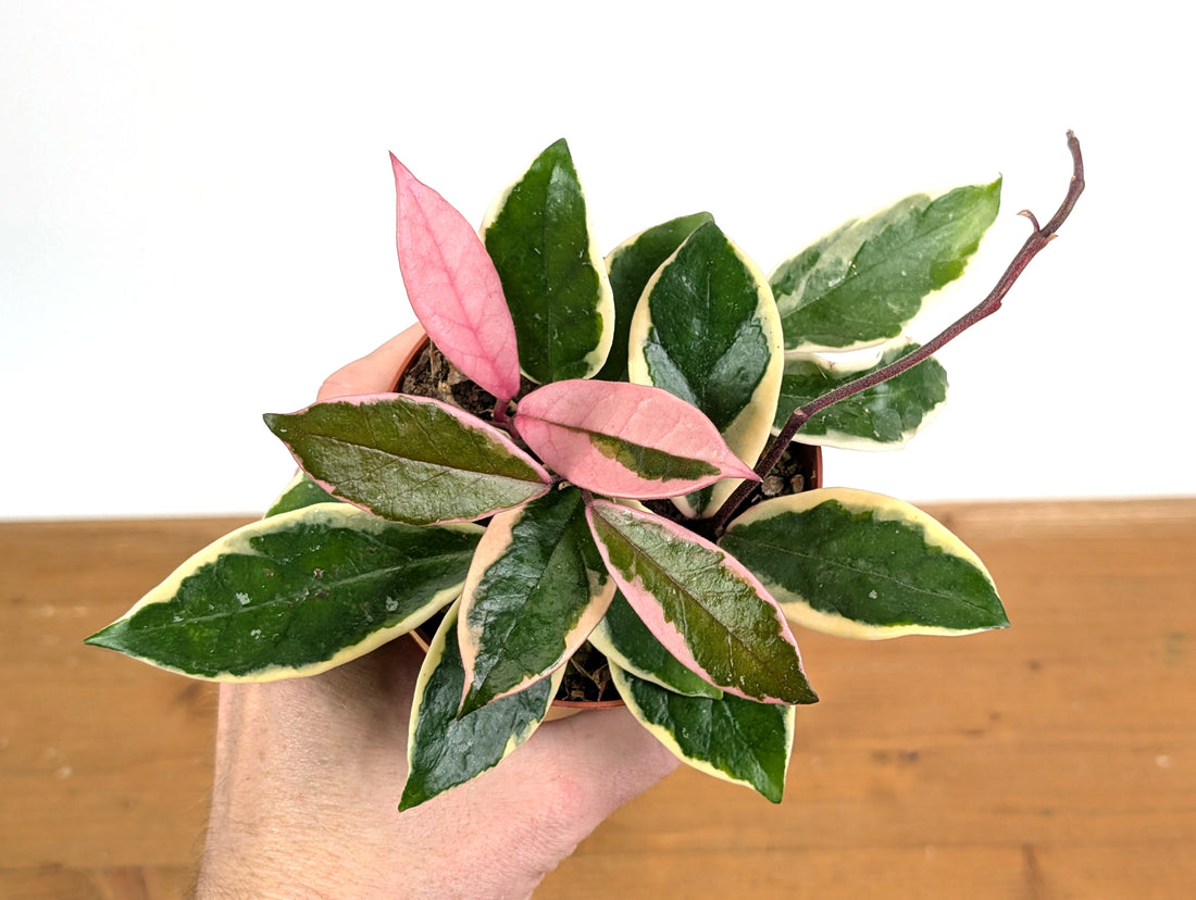 Hoya Flamingo Dream (Purple Pride)