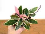Hoya Flamingo Dream (Purple Pride)