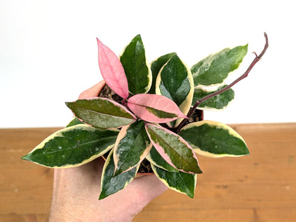 Hoya Flamingo Dream (Purple Pride)