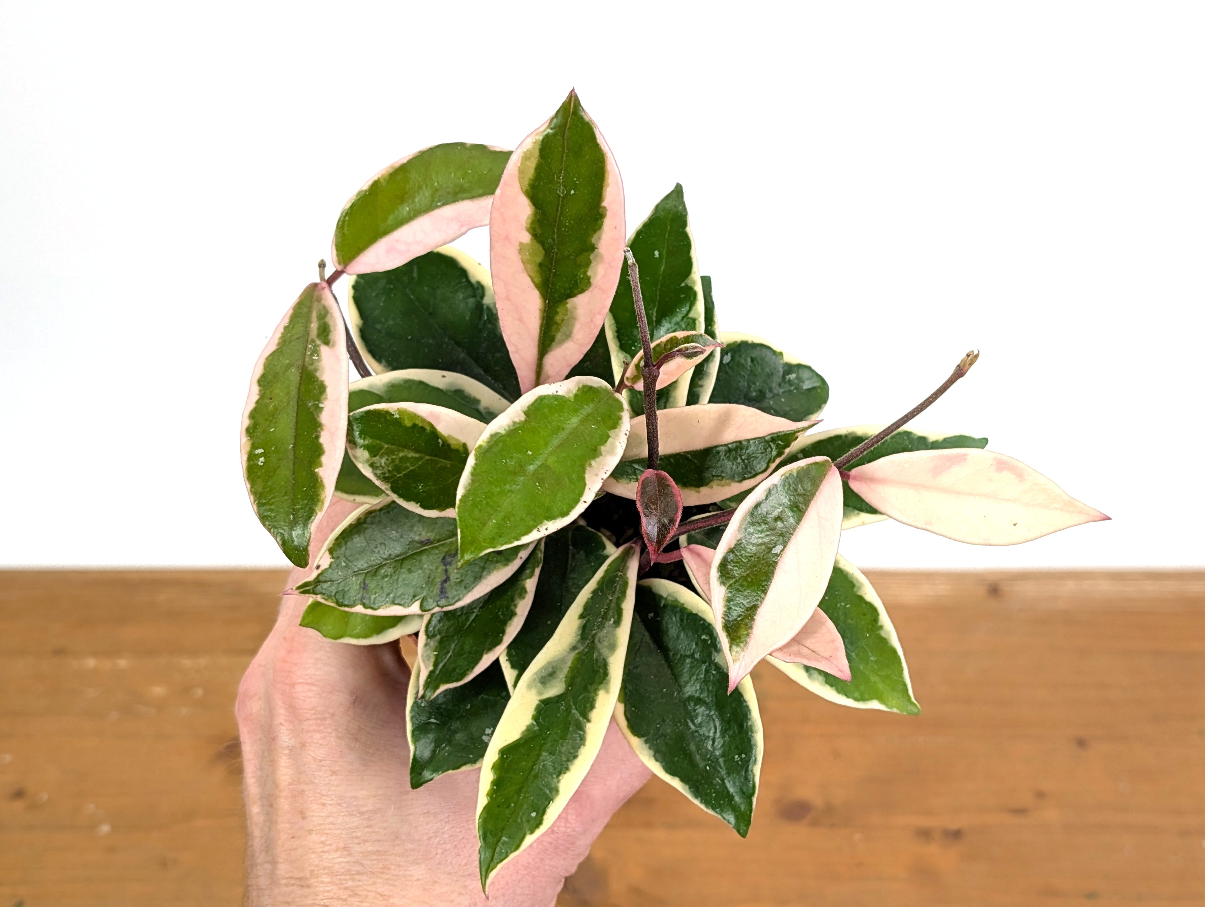 Hoya Flamingo Dream (Purple Pride)