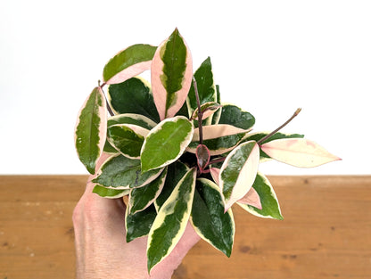 Hoya Flamingo Dream (Purple Pride)