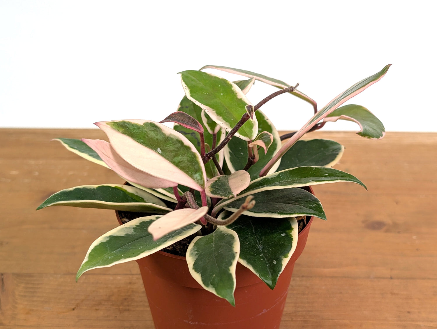 Hoya Flamingo Dream (Purple Pride)