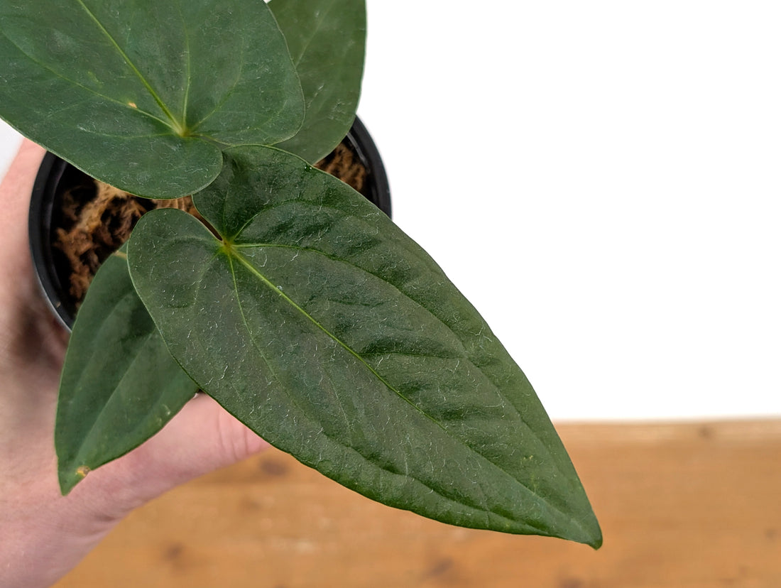 Anthurium Papillilaminum x Pinkleyi