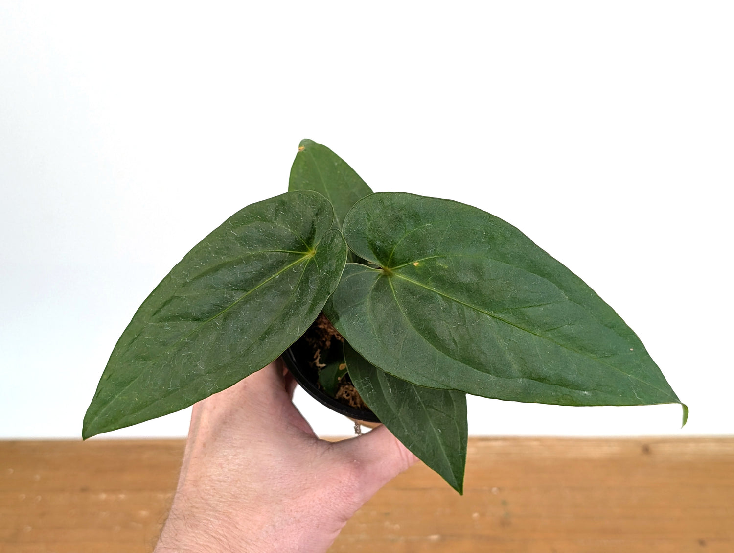 Anthurium Papillilaminum x Pinkleyi