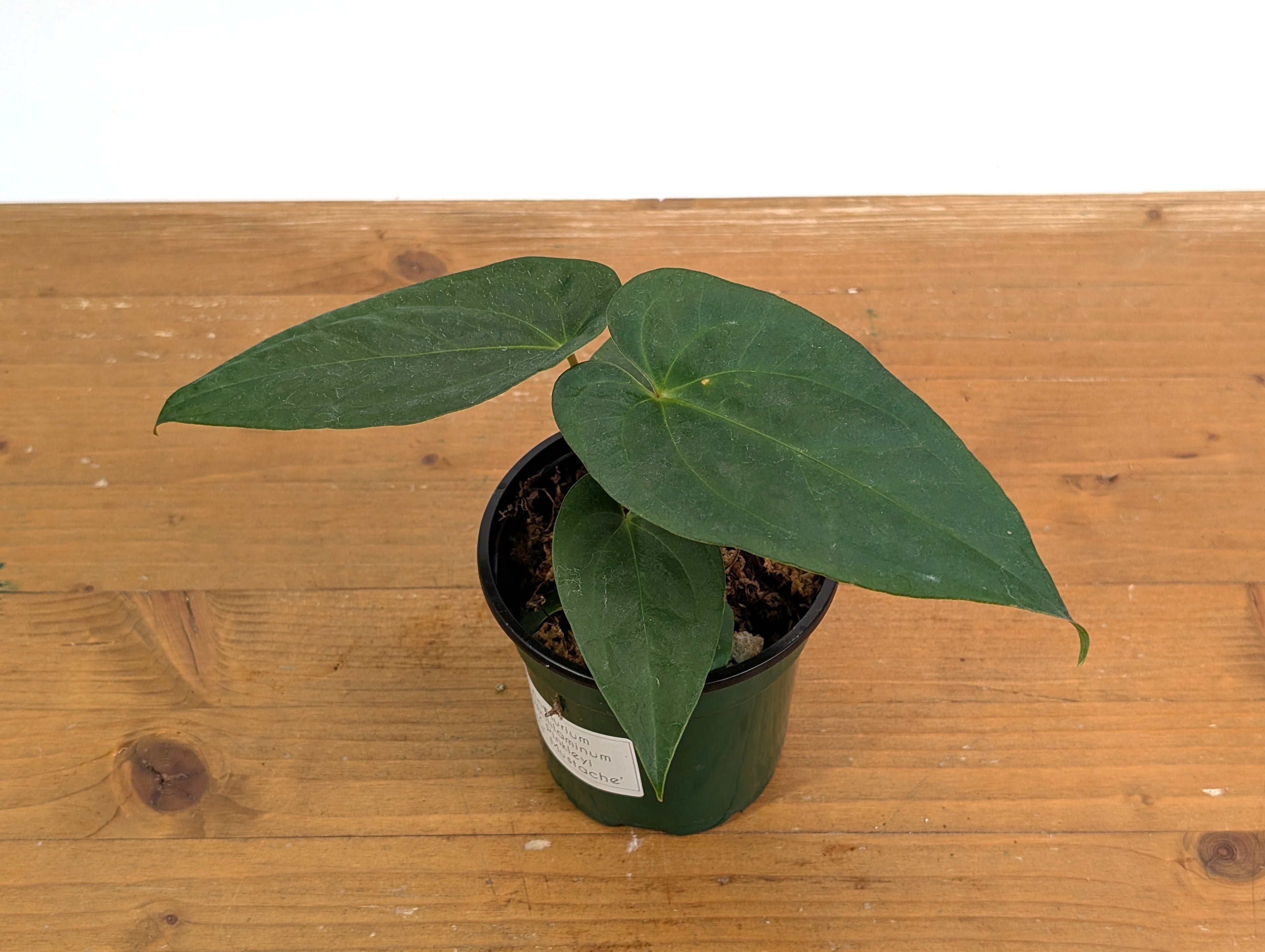 Anthurium Papillilaminum x Pinkleyi