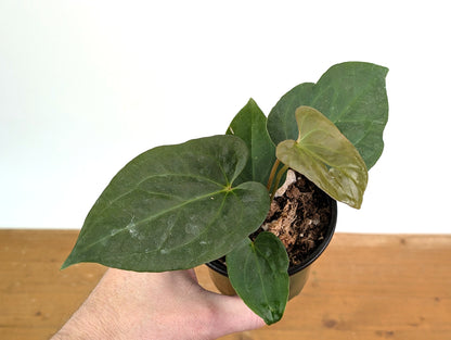 Anthurium Papillilaminum x Pinkleyi