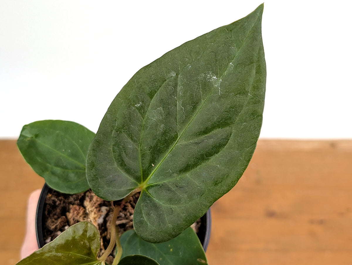 Anthurium Papillilaminum x Pinkleyi