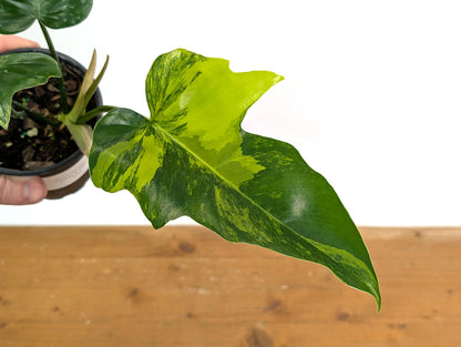 Philodendron Florida Beauty x Mayoi Variegated - Exact Plant Pictured 50A