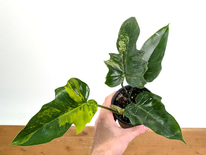 Philodendron Florida Beauty x Mayoi Variegated - Exact Plant Pictured 50A