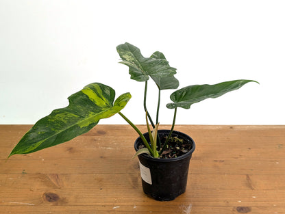 Philodendron Florida Beauty x Mayoi Variegated - Exact Plant Pictured 50A