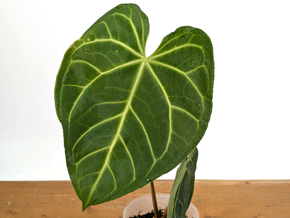 Anthurium Magnificum