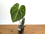 Anthurium Magnificum